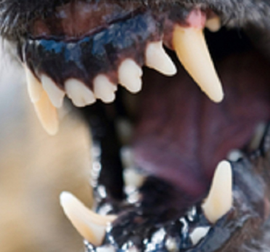 Dog Teeth For Website