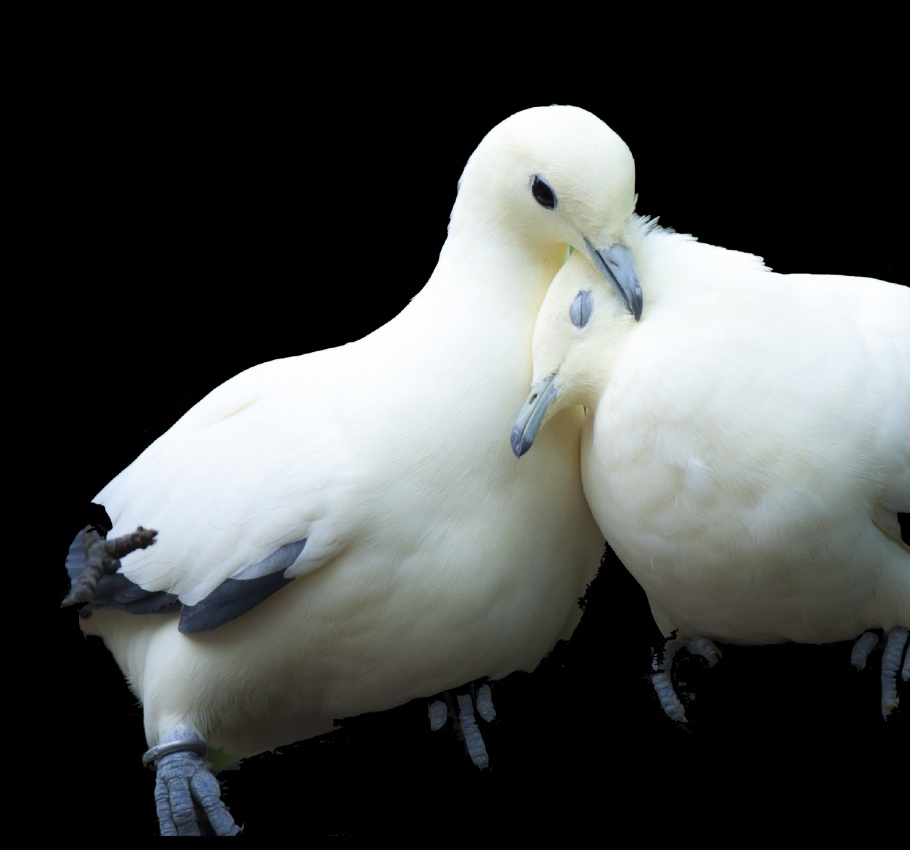 Doves Black