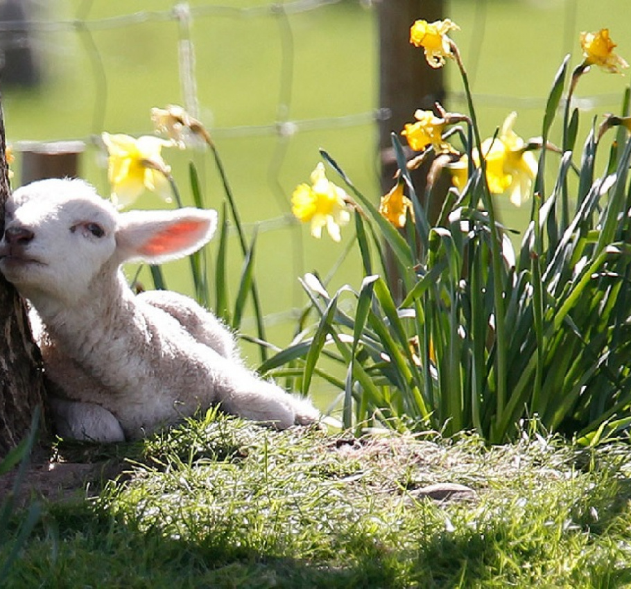 Lamb